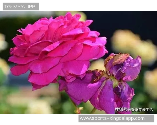 生活琐事与心灵感悟的碎碎念合集三十篇分享